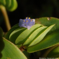 Cyanotis cristata (L.) D.Don